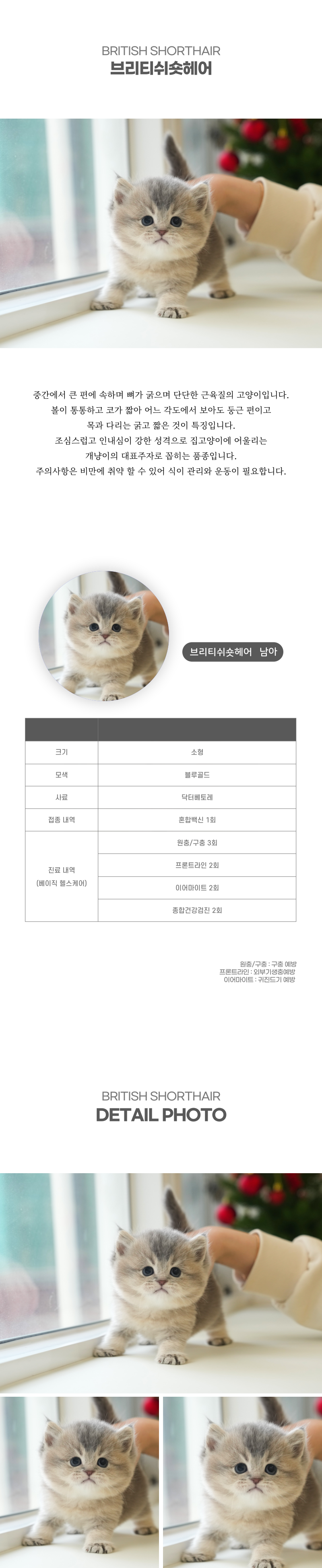브리티쉬숏헤어_상세이미지_2